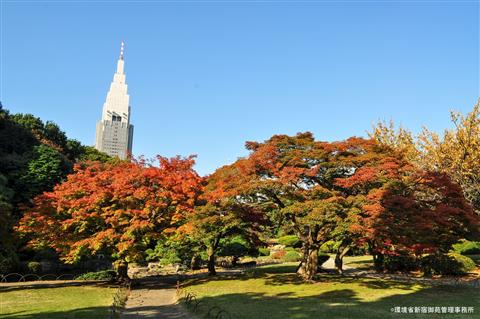 新宿御苑（11月頃撮影）cShinjukuGyoen National Garden Office